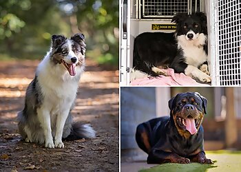 Northampton Dog Walker