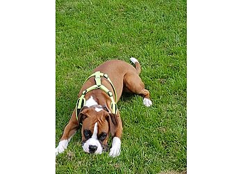 Northern Alsatian and All Breeds Training Club