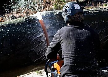 Northern Tree Services