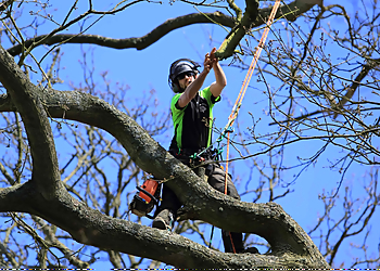 Northwest Trees & Stumps