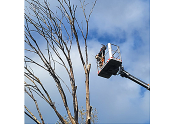 Northwest Trees & Stumps