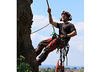 Northwest Trees & Stumps Northwest Trees & Stumps