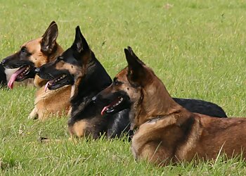 Norwich Dog Training School