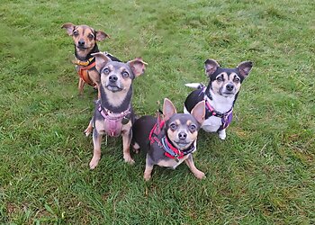 Nose 2 Tail Animal Care