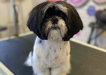 Not Fur Long Dog Grooming