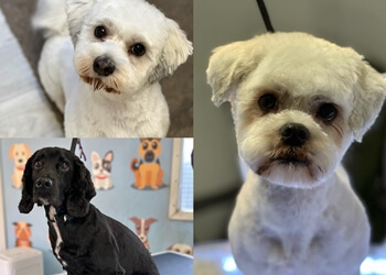 Not Fur Long Dog Grooming