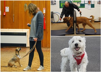 Nottingham Dog Trainer