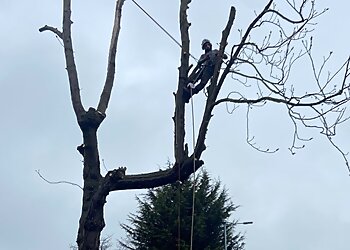 Oak Tree Services Nw Ltd