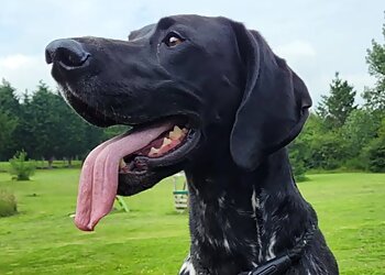 Oakenshaw Boarding Kennels & Cattery