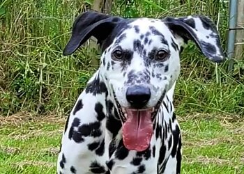 Oakenshaw Boarding Kennels & Cattery