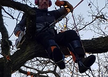 Oaklands Tree Specialists Ltd.