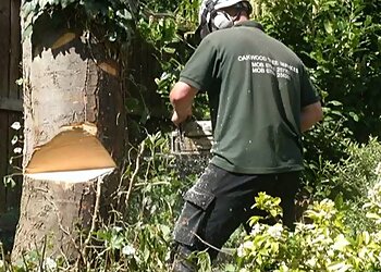Oakwood Tree Services