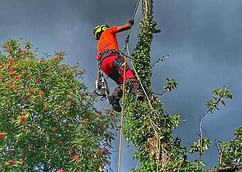 Oakwood Tree Services Ltd