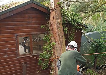 Ockenden Tree Services