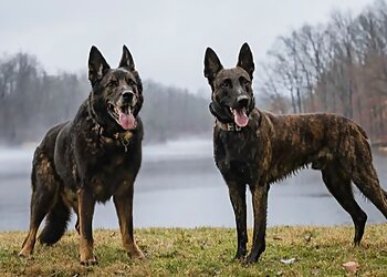 Off Leash K9 Training