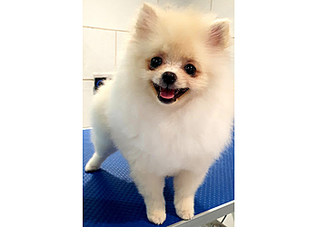 Oh My Dog! Dog Grooming Watford