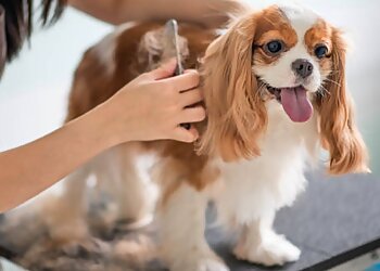 Oh My Dog! Dog Grooming Watford