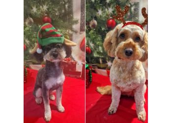 3 Best Pet Grooming in Watford, UK - Expert Recommendations
