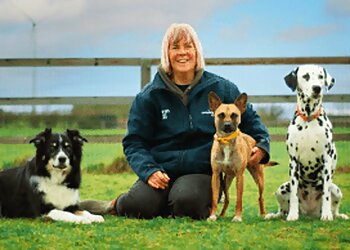 Huntingdonshire dog trainers Omnidogs image 1