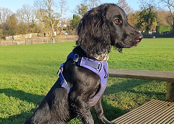 On All Paws Pet Services