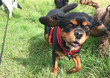 Ozzie's Fur-Ever Friends