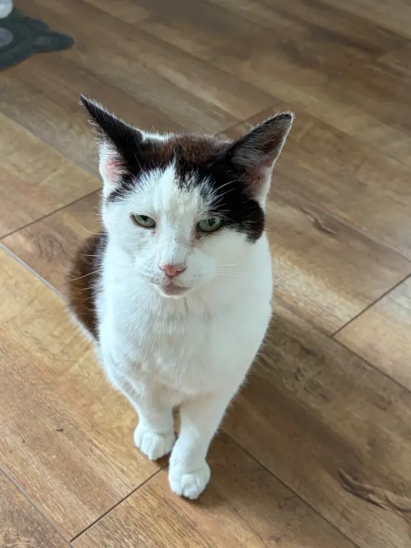 PE4 Pawsitting review image 1