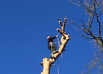 P Kernan Tree Surgery Ltd