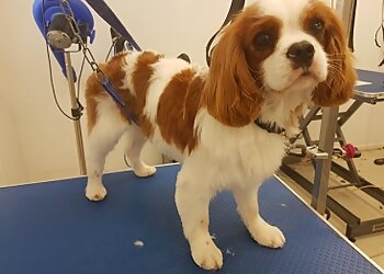 Poochies Dog Grooming