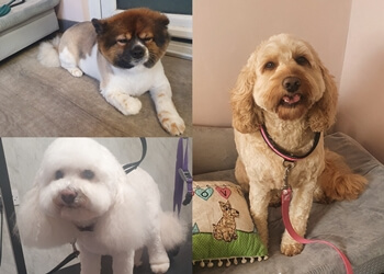 Poochies Dog Grooming