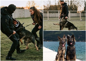 Protection Dogs Worldwide