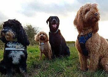 Pack Life Dog Walking