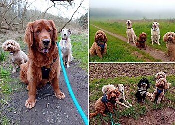 Pack Life Dog Walking