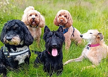 Middlesbrough dog walkers Pack Life Dog Walking  image 1