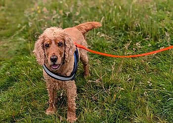 Pad Foot and Paws Ltd.