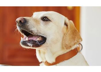 Padagan Boarding Kennel