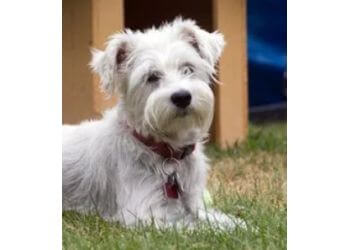 Padagan Boarding Kennel