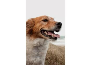 Padagan Boarding Kennel Padagan Boarding Kennel