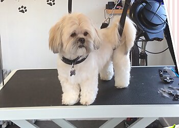 3 Best Pet Grooming in Perth, UK - ThreeBestRated