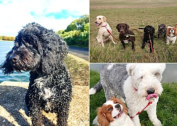 Paramount Dog Training UK