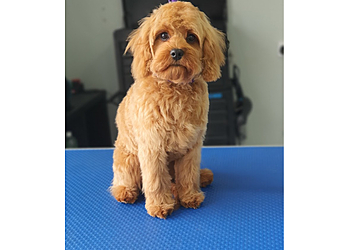 Parkview Dog Grooming