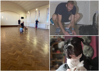 Paul Haylock Dog Training