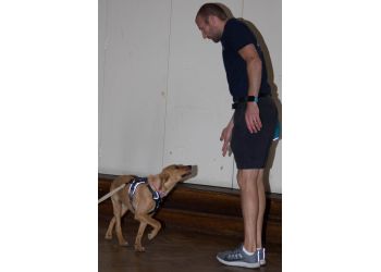 Paul Haylock Dog Training 