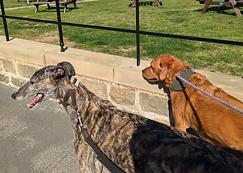 Paw Legged Friends Dog Walking and Pet Sitting Wakefield