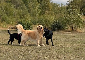 Wakefield dog walkers Paw Legged Friends Dog Walking and Pet Sitting Wakefield  image 1