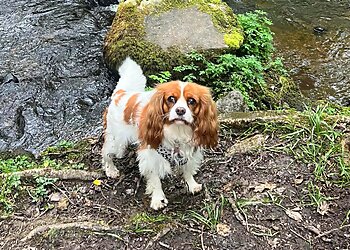 Gwynedd dog walkers Pawennau Budur - Dirty Paws  image 1