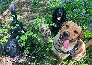 Basildon dog walkers Pawfect Pals Essex image 1