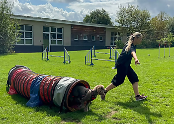 Pawmasters Dog Training