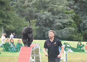 Pawmasters Dog Training