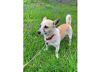 Stafford dog daycare centre Paws4Fun UK image 1