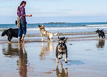 Paws & Co. Canine Academy